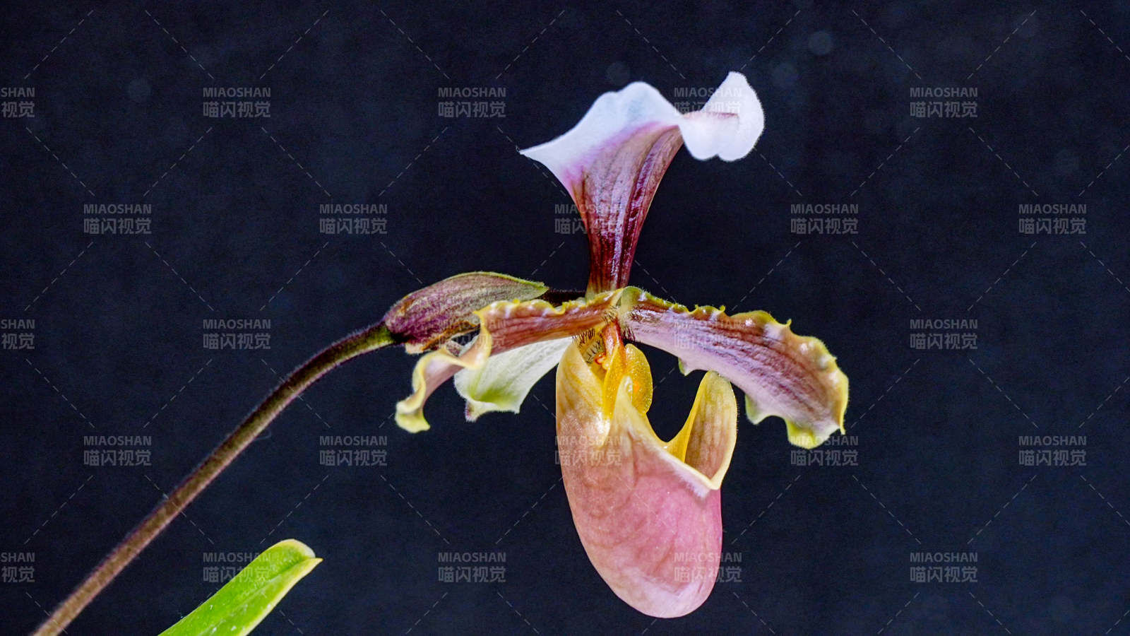 兰花之美 独特姿态绽放图片