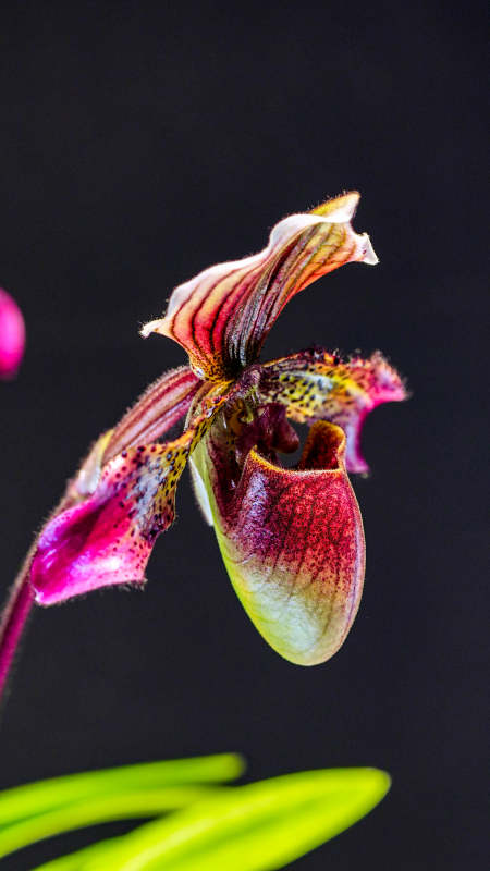 神秘的兰花 夜之魅影图片