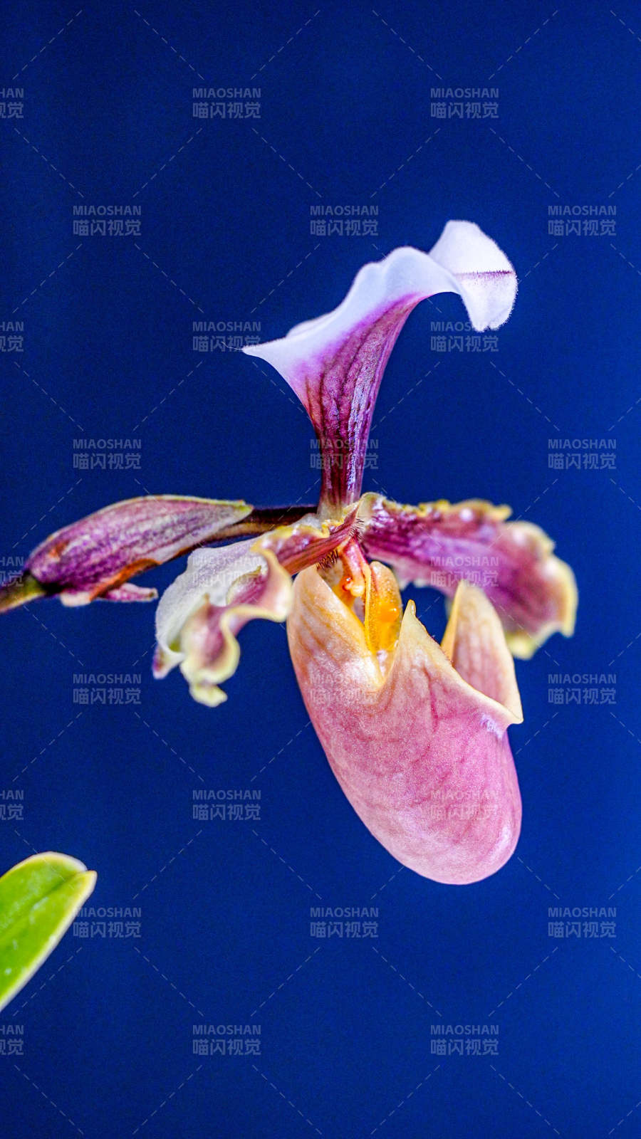 紫色兜兰的优雅绽放图片