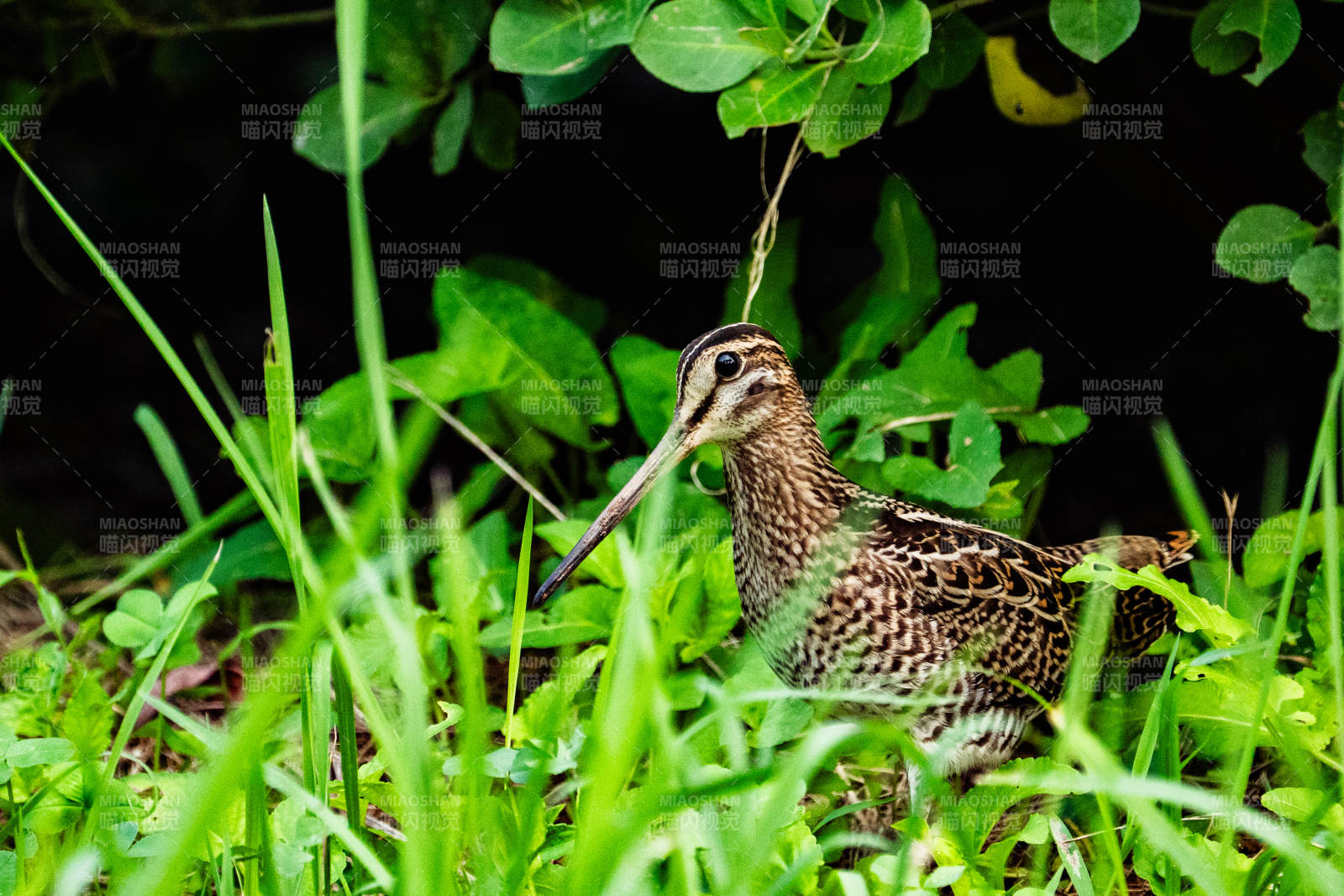 草丛中的鹬鸟图片