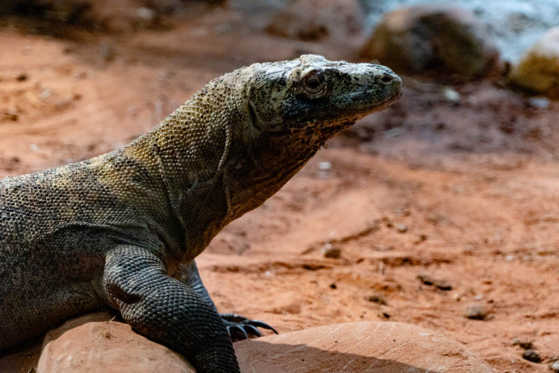 科莫多巨蜥在岩石上休息图片