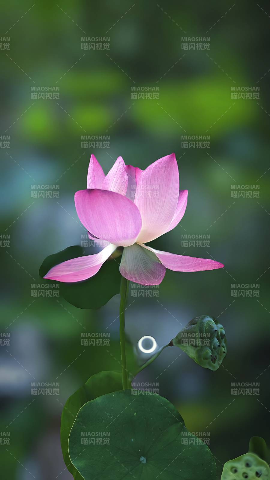 粉莲静谧 绿叶相伴图片