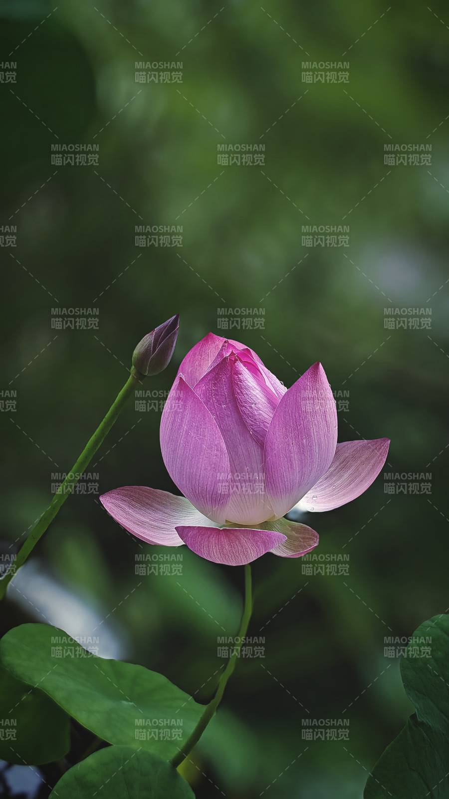 粉色莲花静谧绽放图片