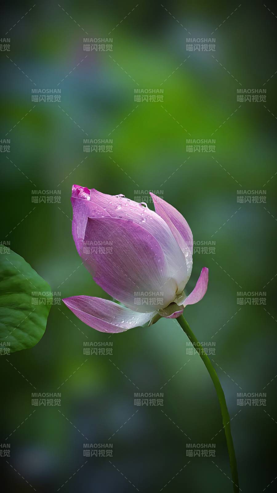 雨后荷花 清新淡雅图片