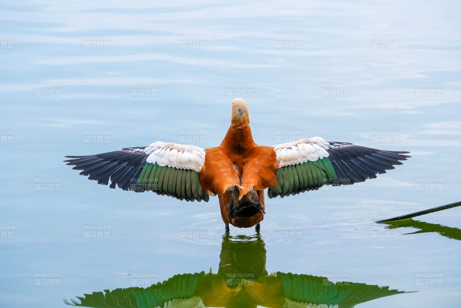 展翅鸭影映水中图片