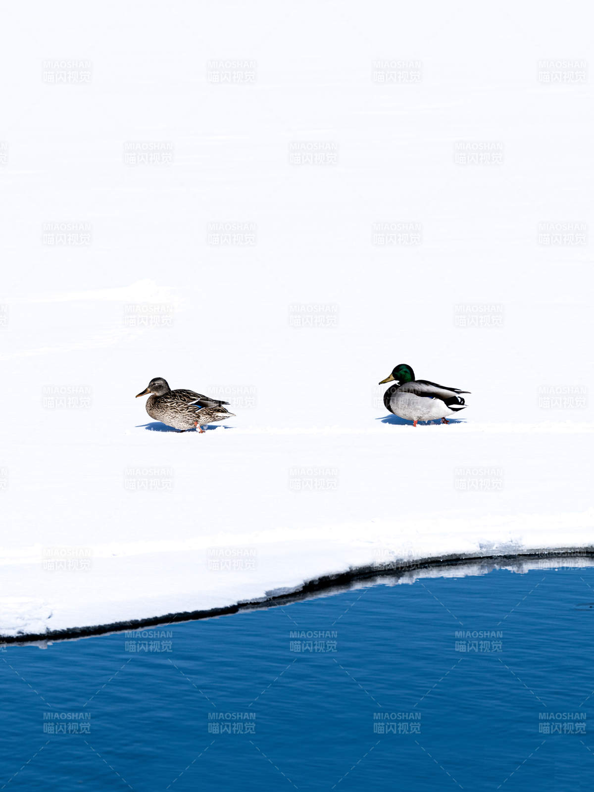 雪地双鸭静谧景图片