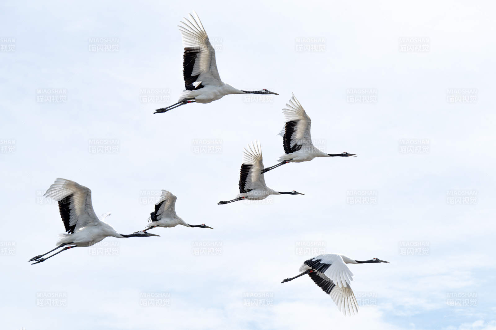 鹤群飞翔于蓝天之中图片