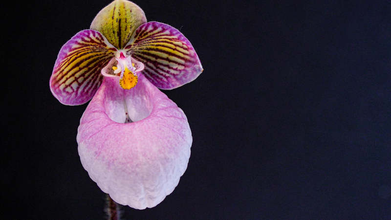 粉色兰花的优雅绽放图片