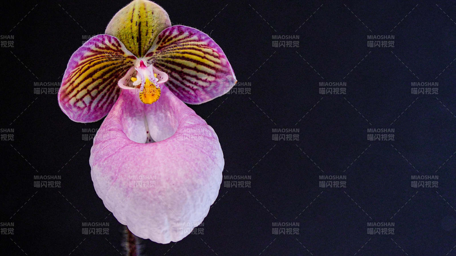 粉色兰花的优雅绽放图片