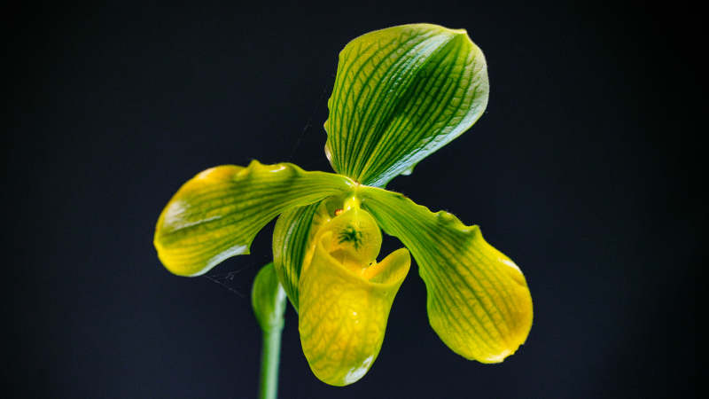 黄色兰花的优雅绽放图片