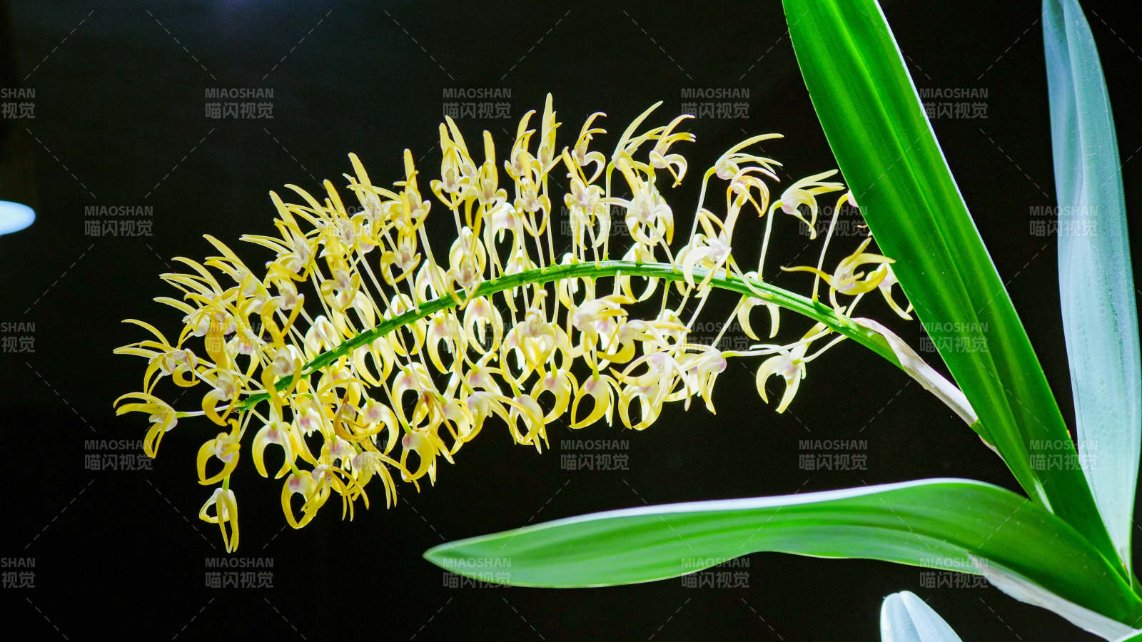 国家植物园温室黄花兰的美丽绽放图片