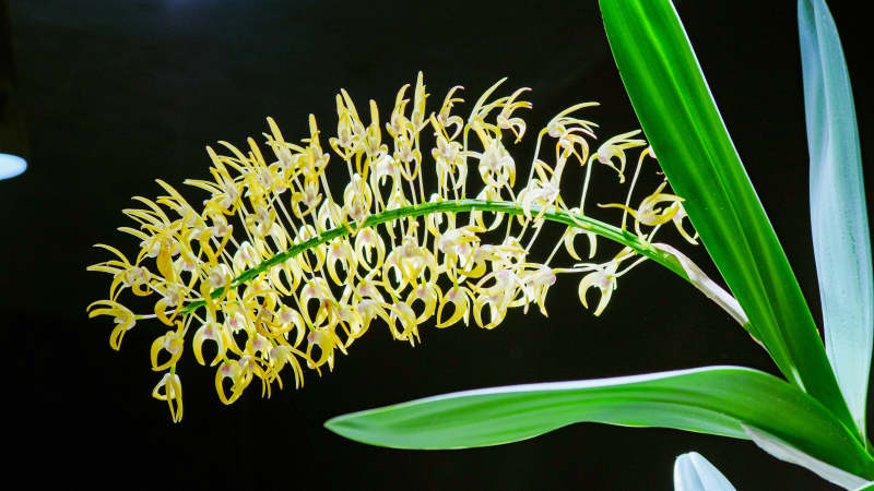 国家植物园温室黄花兰的美丽绽放图片