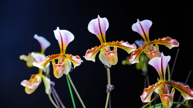 兰花绽放 色彩斑斓图片