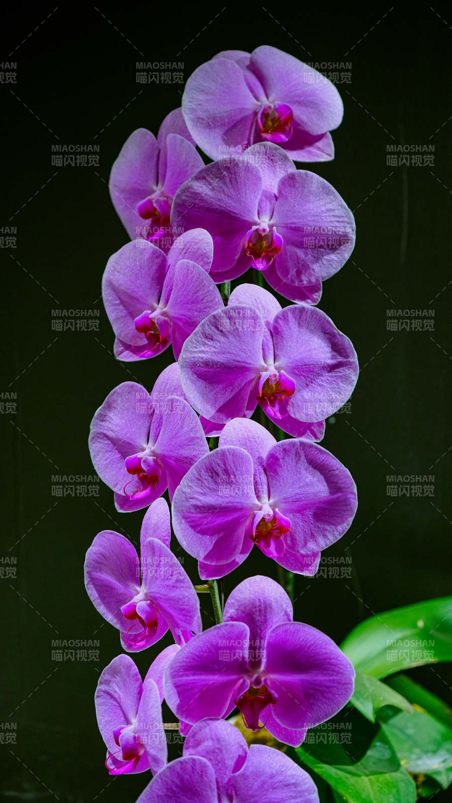 紫色兰花绽放之美图片