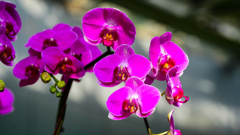 紫色兰花绽放之美图片