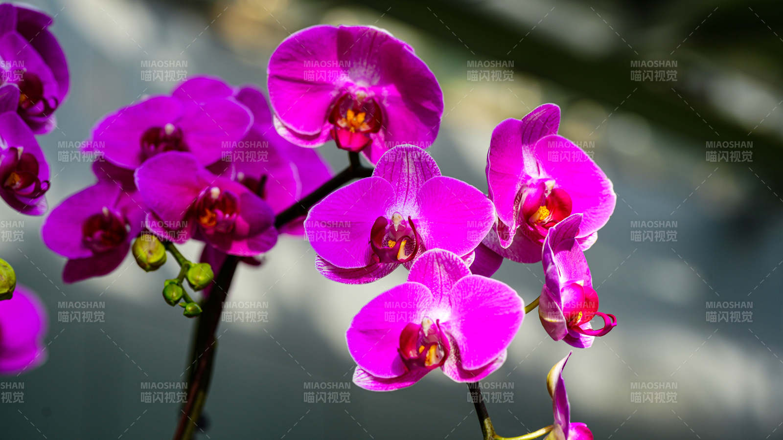 紫色兰花绽放之美图片