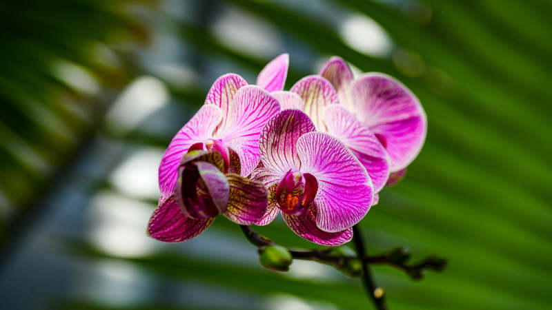 粉色兰花绽放之美图片