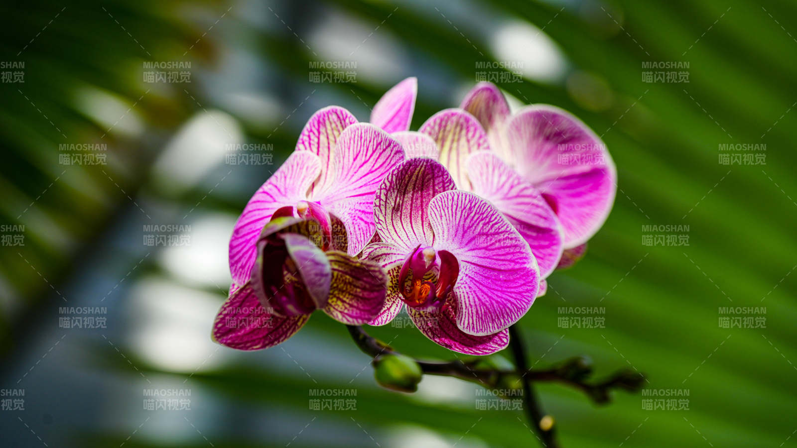 粉色兰花绽放之美图片