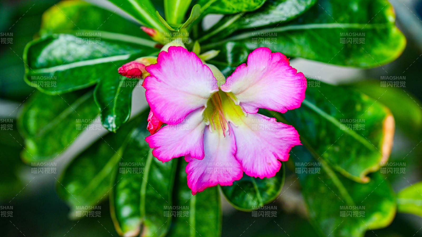 粉色沙漠玫瑰花绽放图片