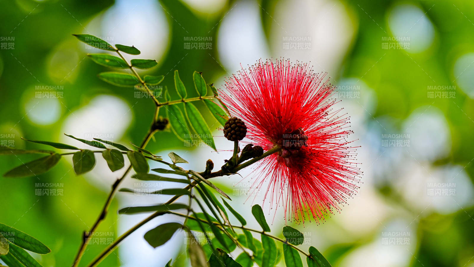 红绒花绽放 绿叶相伴图片