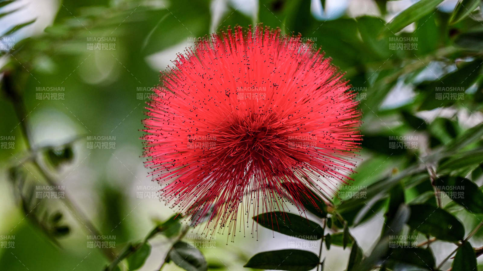 红绒球花绽放枝头图片