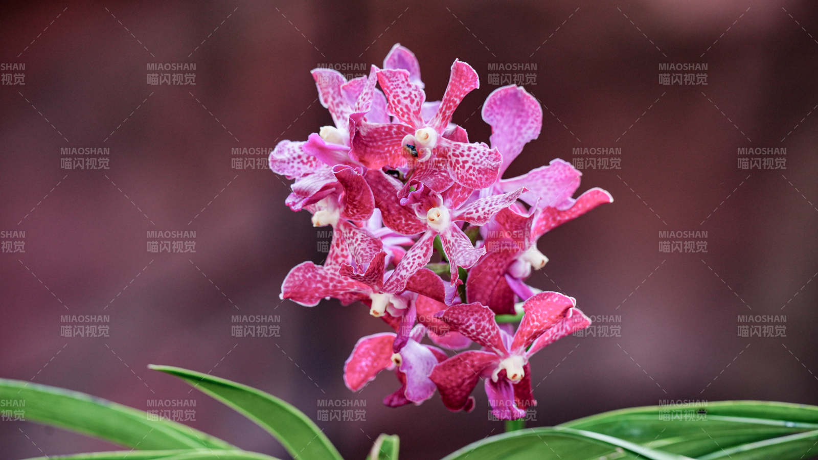 粉色兰花绽放之美图片