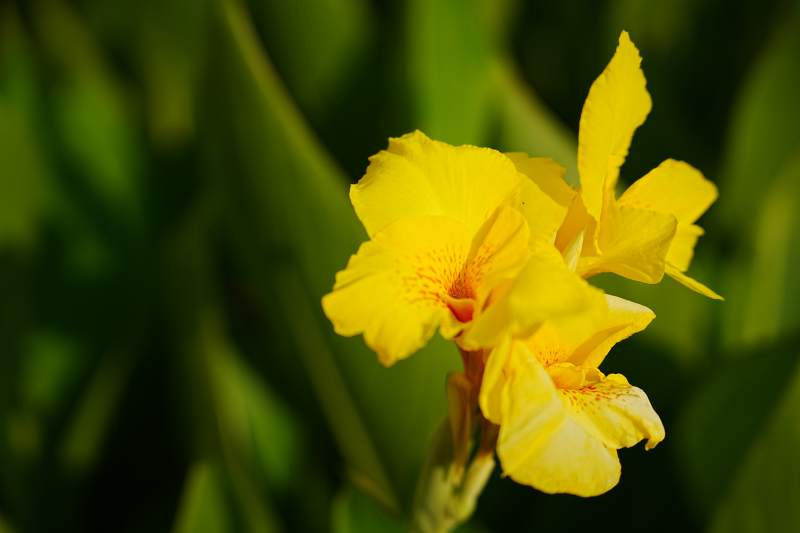 黄色花朵在绿叶中绽放图片