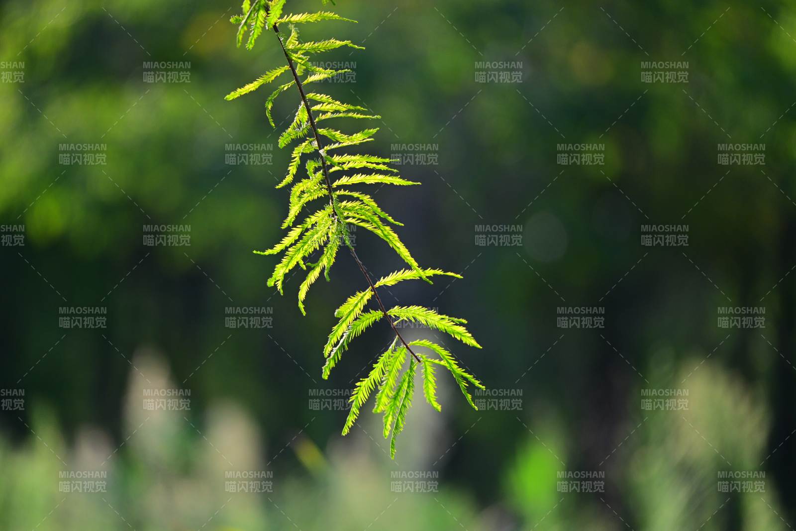 绿叶轻舞 自然之美图片