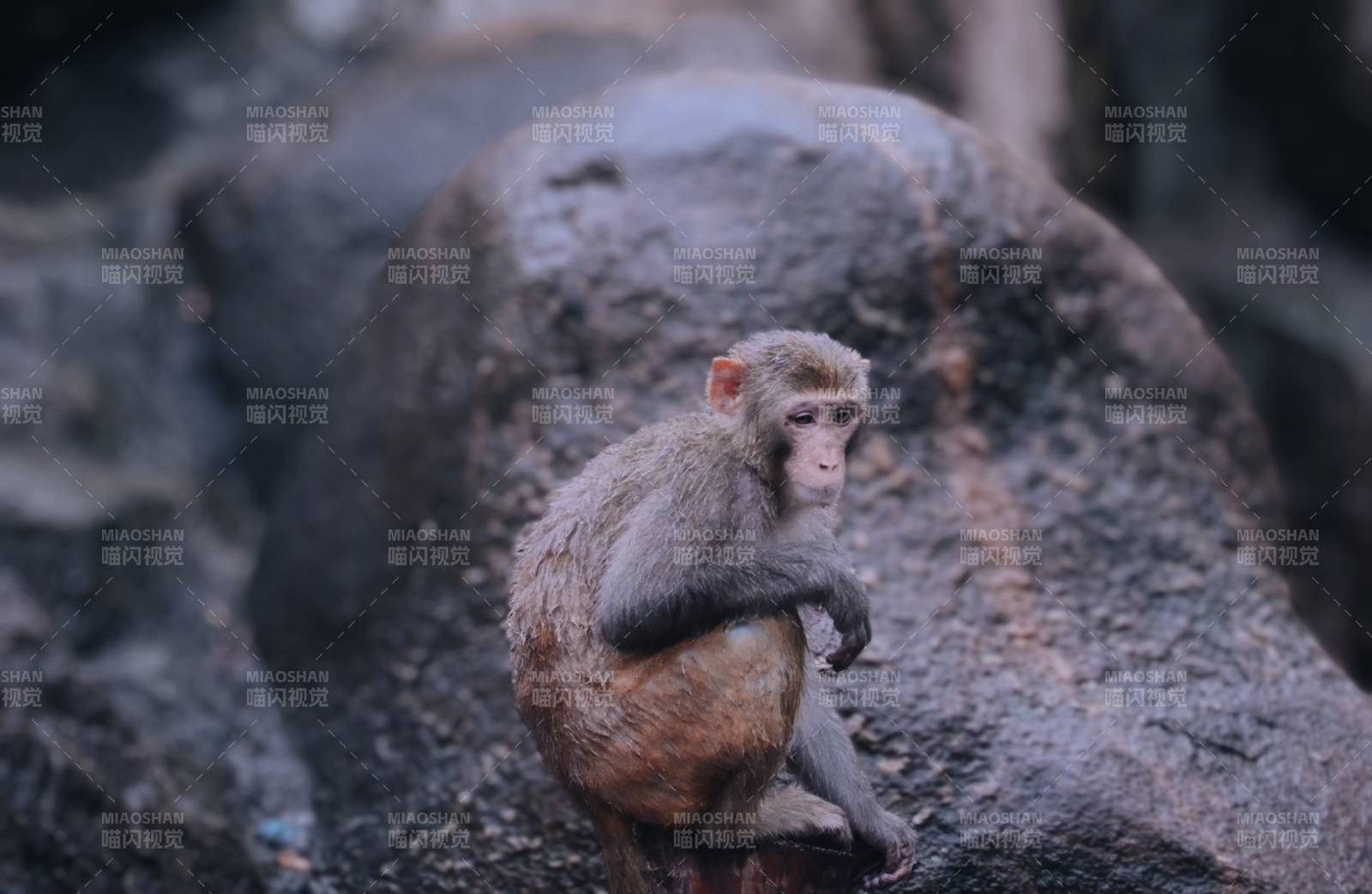 岩石上的猴子图片