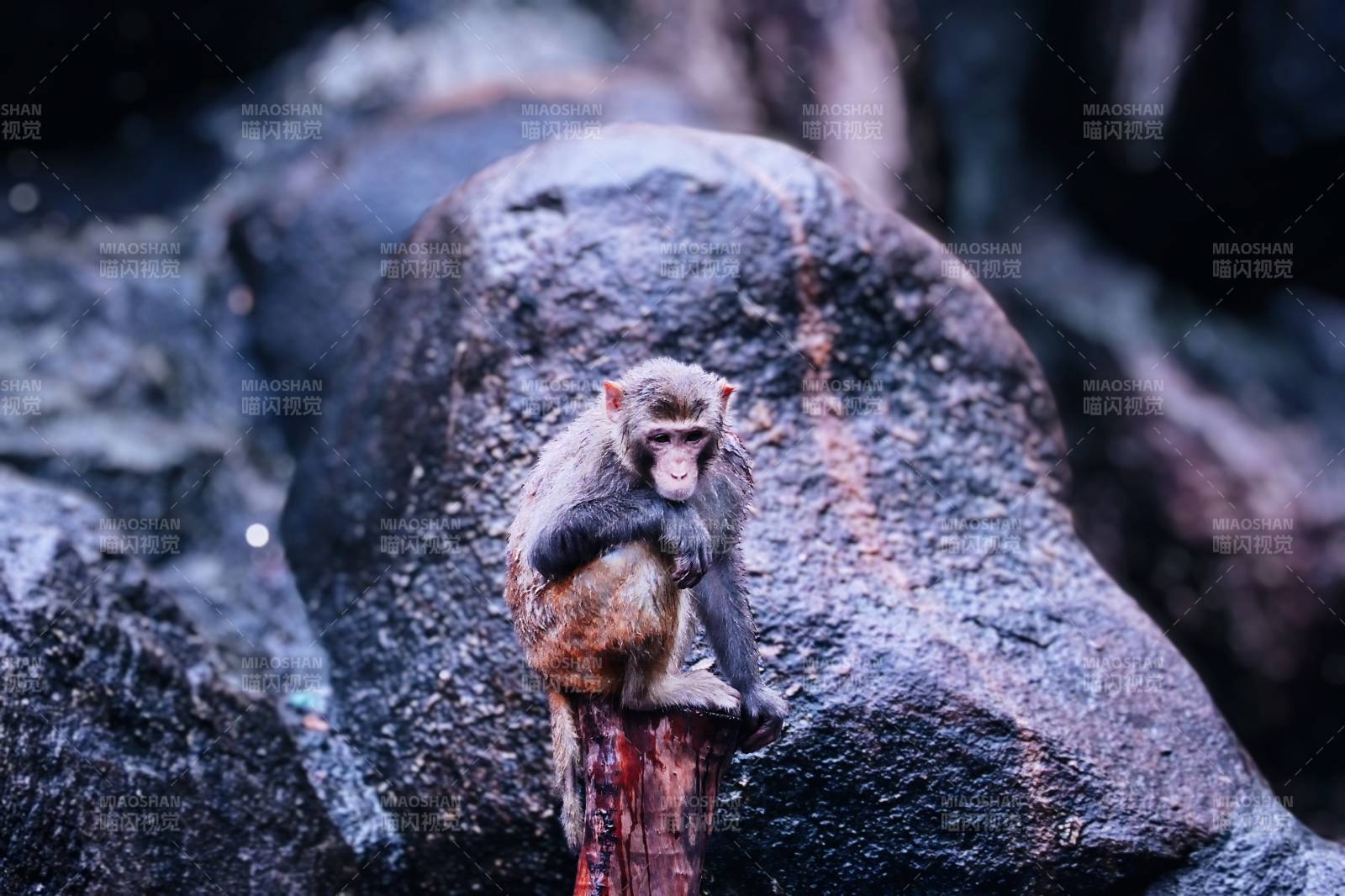 岩上静坐的猴子图片