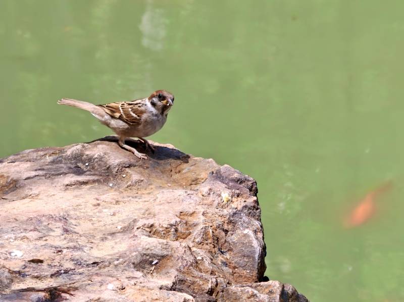 小鸟栖息岩石旁 池水映金鱼图片