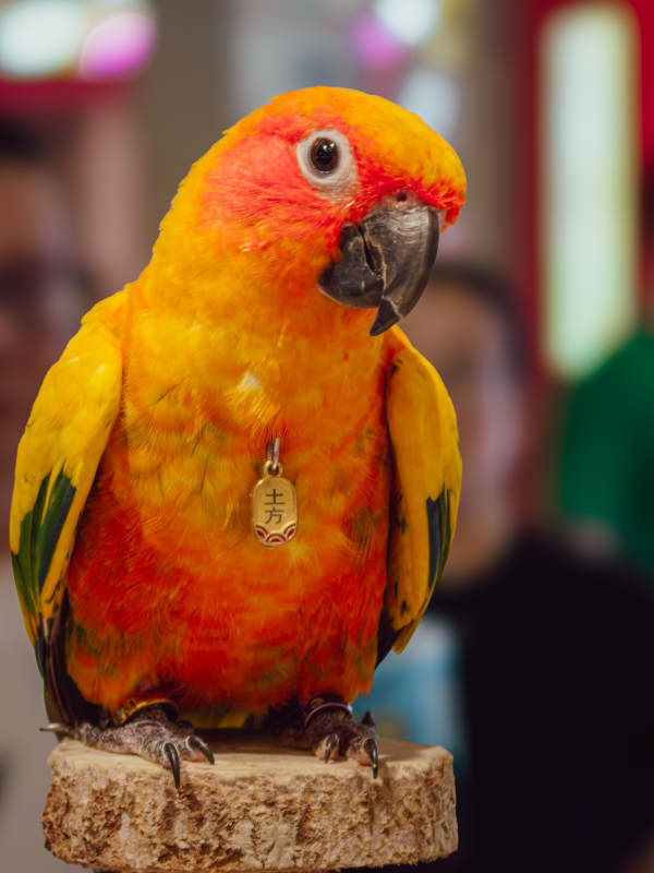 色彩斑斓的鹦鹉特写图片