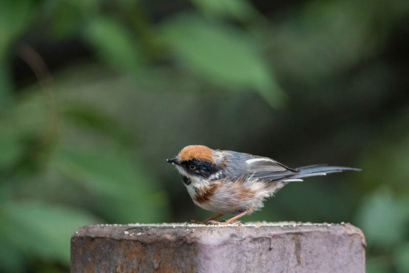 林间小鸟栖息石上图片