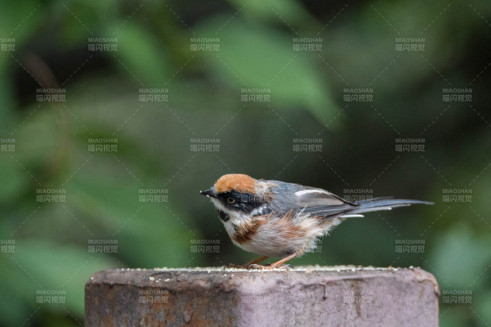 林间小鸟栖息石上图片