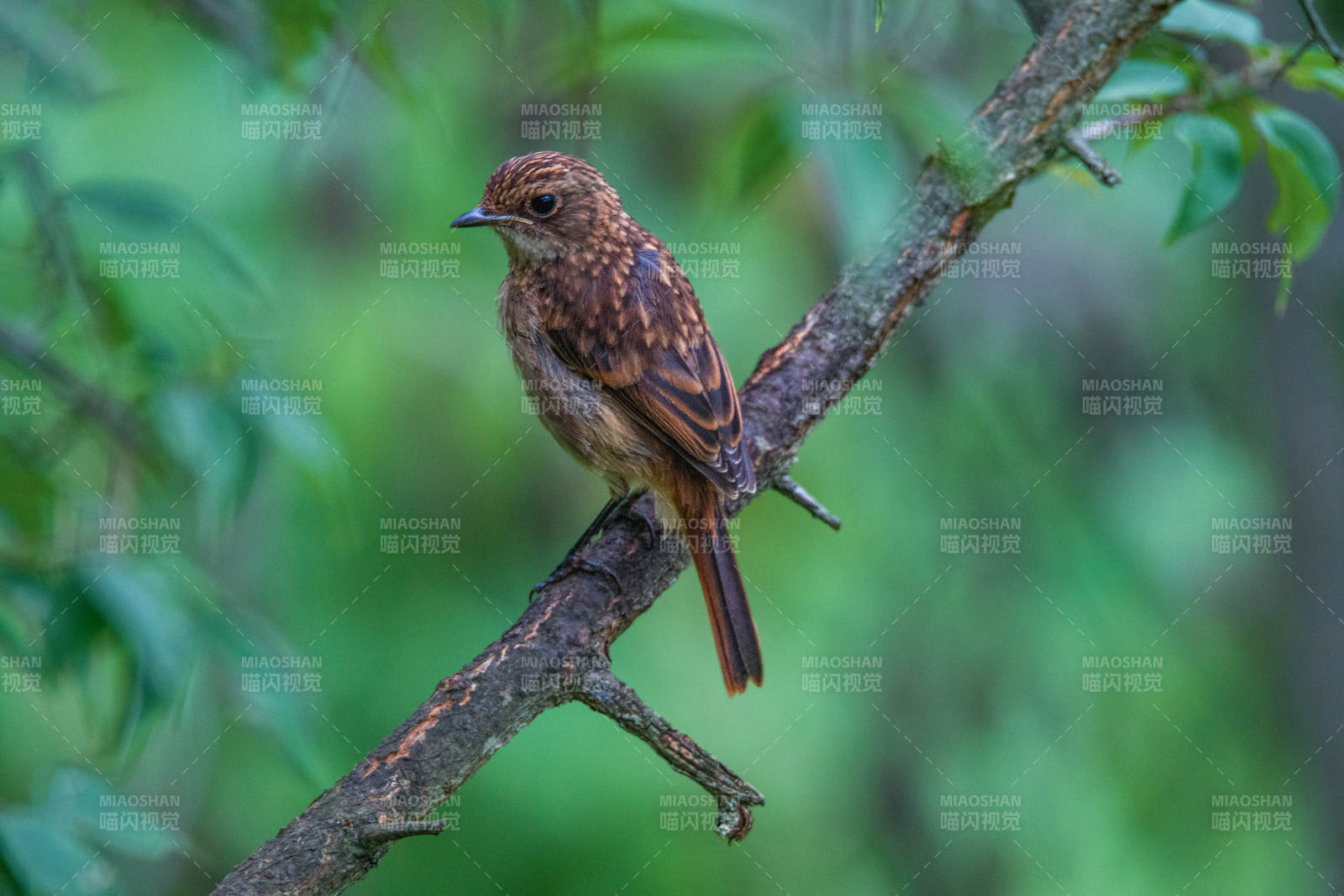 枝头上的小鸟图片