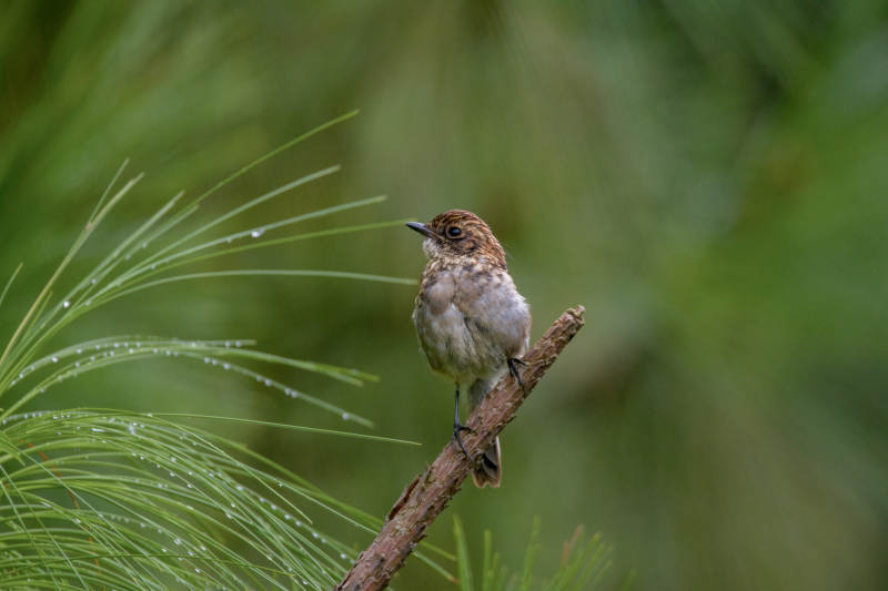 松枝上的灰林䳭图片