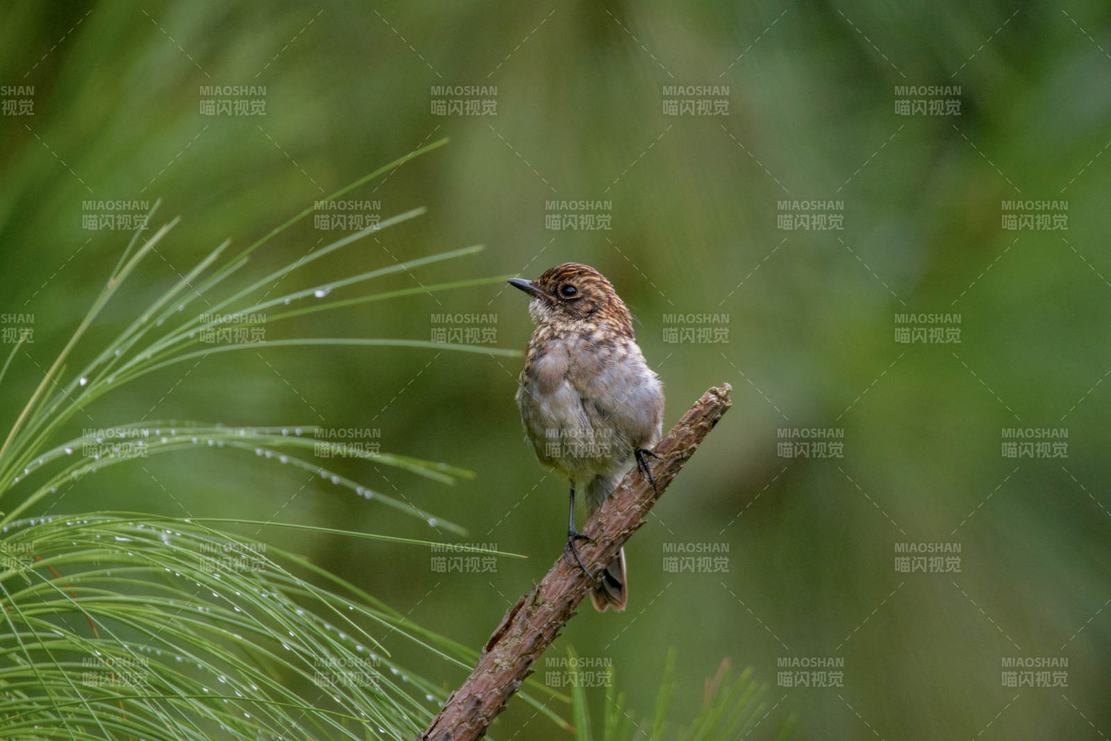 松枝上的灰林䳭图片