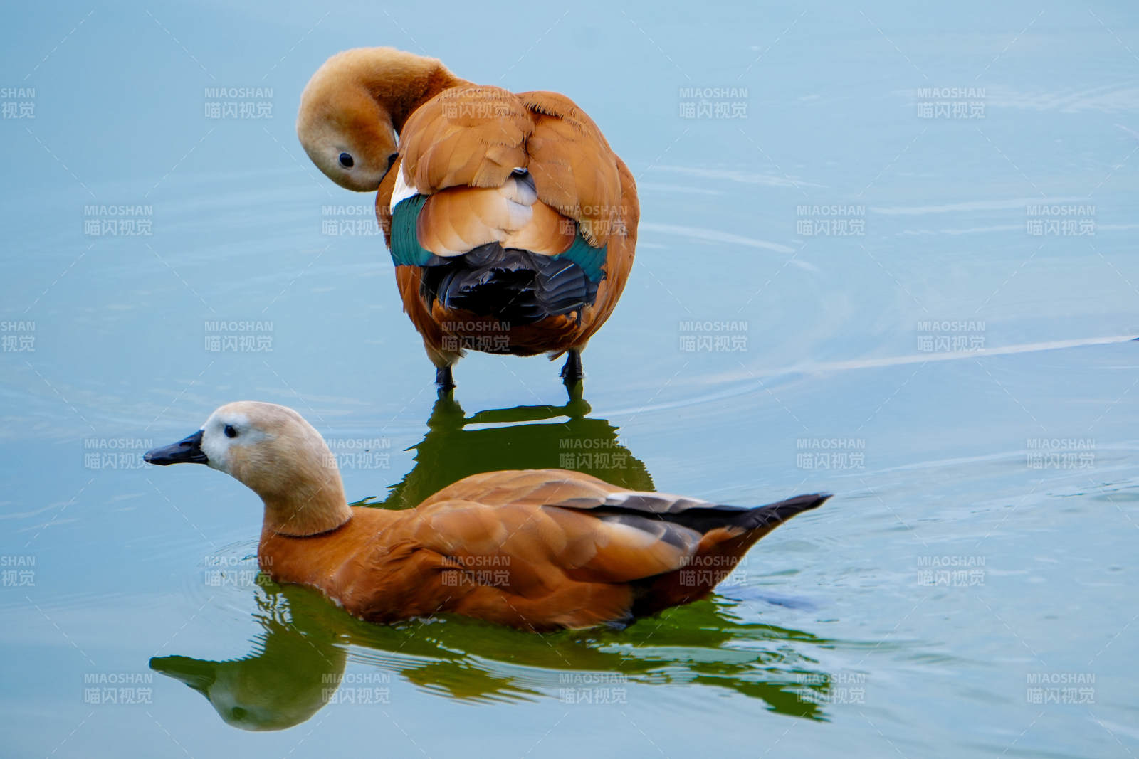 水中嬉戏的两只鸭子图片