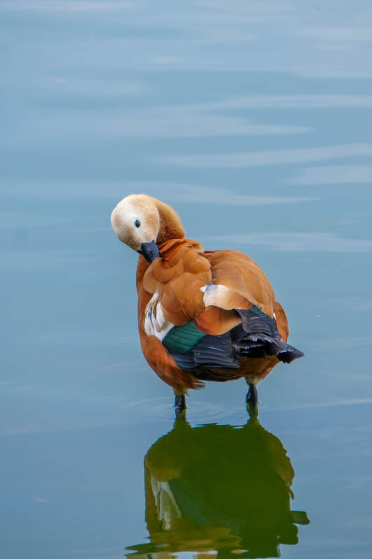 湖畔鸭子自洁影图片