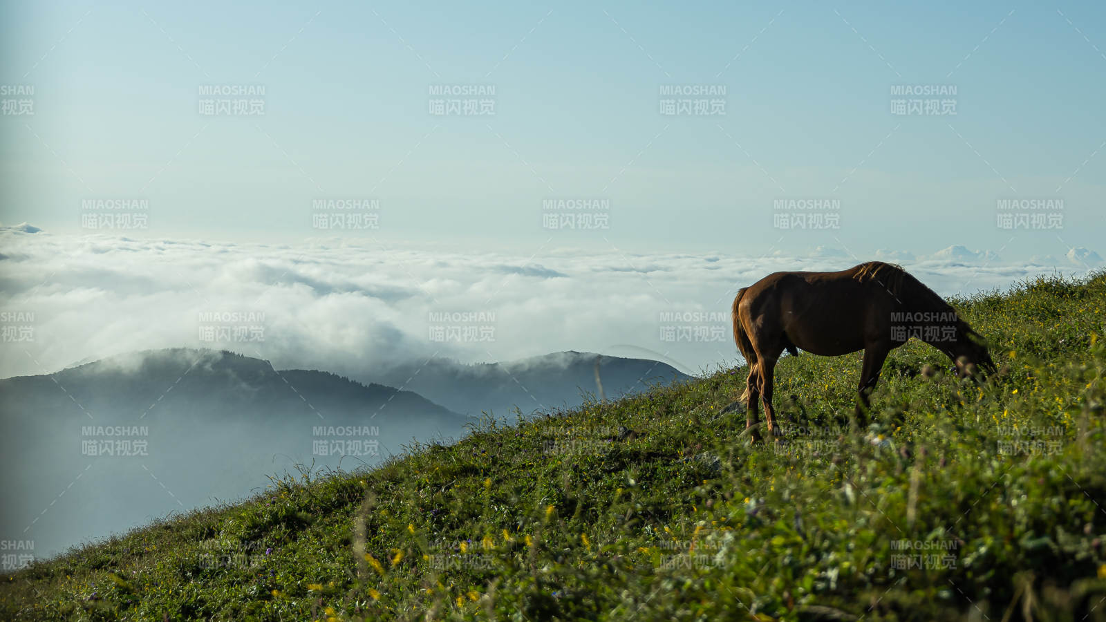 云海之巅 骏马悠然图片