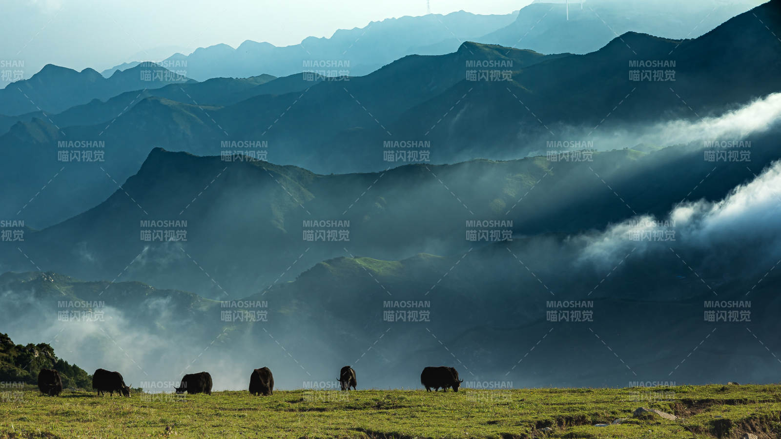 山间云雾缭绕 牛群悠闲 东灵山图片