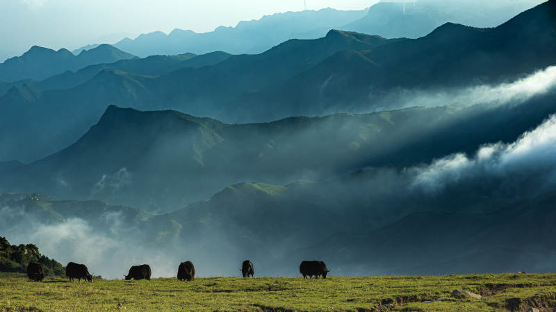 山间云雾缭绕 牛群悠闲 东灵山图片