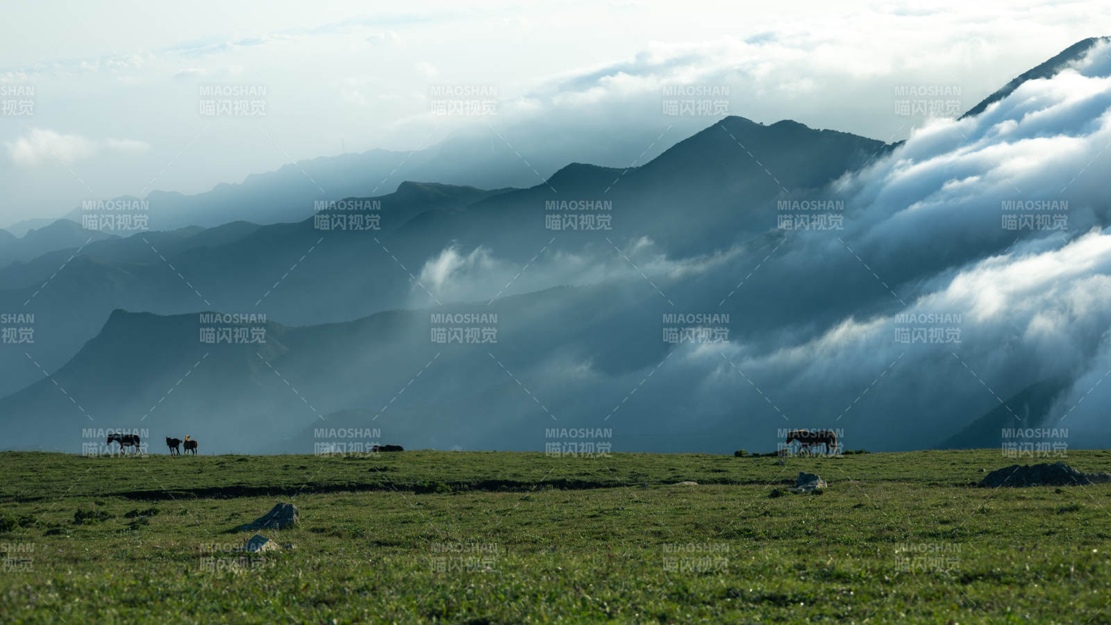 云雾缭绕山间 牛群悠闲 东灵山图片