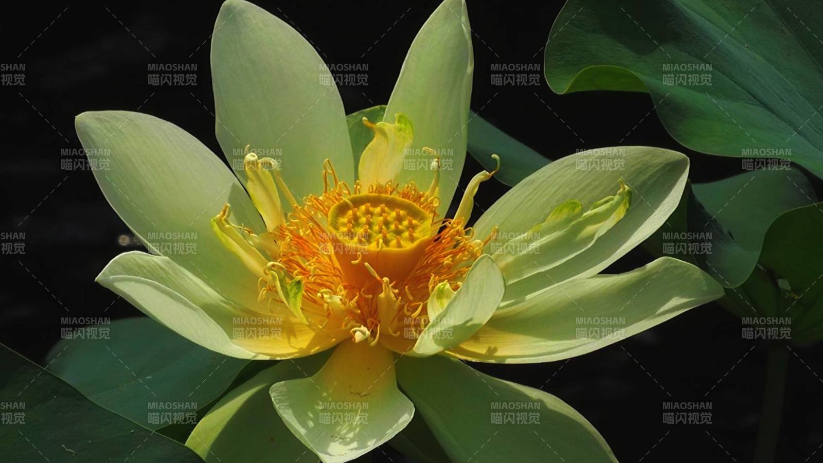 莲花绽放 清新雅致图片