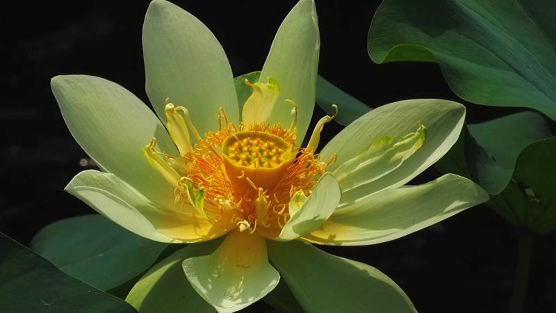 莲花绽放 清新雅致图片