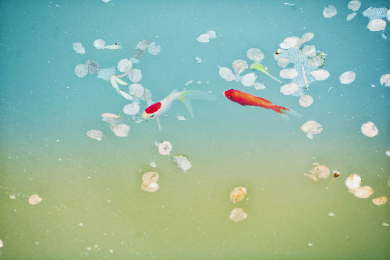 池塘中的金鱼与落叶图片