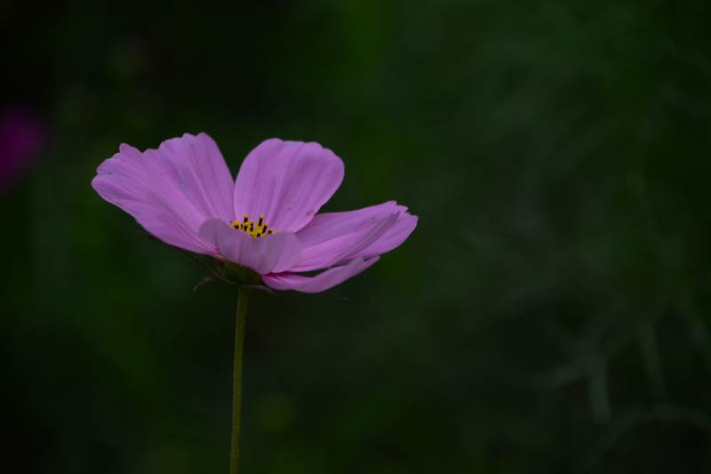 粉色花朵在绿意中绽放图片