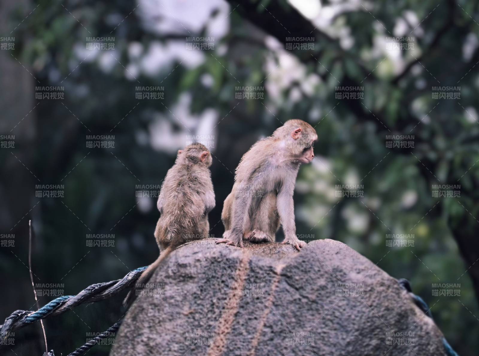 岩石上的两只猴子图片