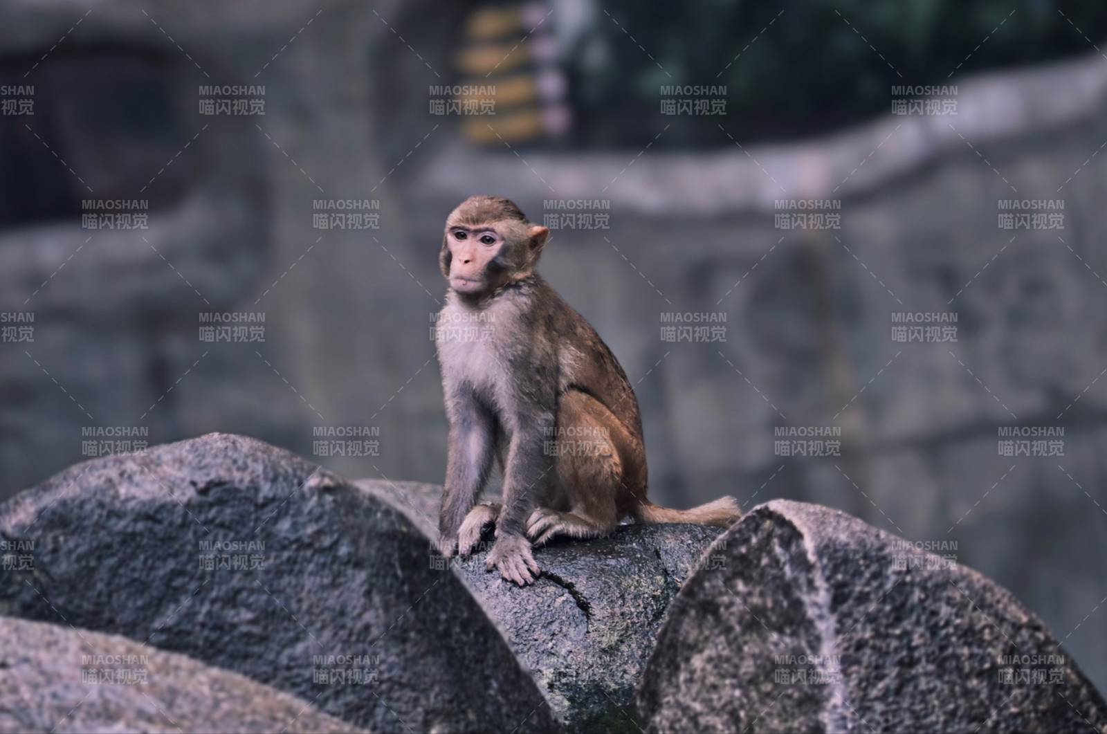 石上静坐的猴子图片