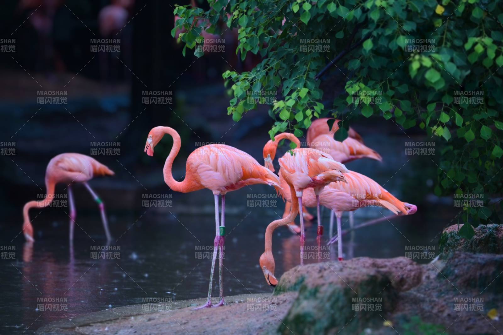 粉红火烈鸟在水中觅食图片